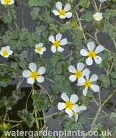 Ranunculus aquatilis - Water Crowfoot