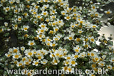 Ranunculus aquatilis - Water Crowfoot