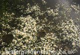 Ranunculus aquatilis - Water Crowfoot