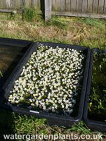 Ranunculus aquatilis - Water Crowfoot