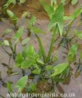 Sagittaria sagittifolia - Arrowhead, Swamp Potato