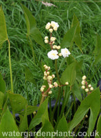 Sagittaria sagittifolia var. leucopetala 'Flore Pleno' - Double-Flowered Arrowhead, Double-Flowered Swamp Potato