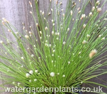 Scirpus_cernuus_or_Isolepis_cernua_Fibre_Optic_Plant