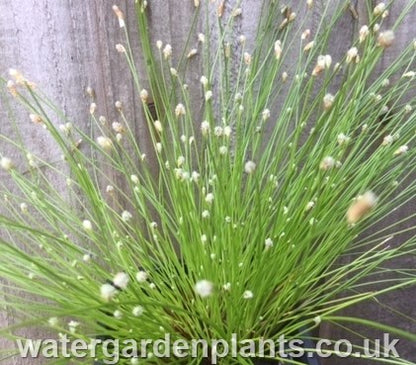 Scirpus_cernuus_or_Isolepis_cernua_Fibre_Optic_Plant