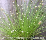 Scirpus_cernuus_or_Isolepis_cernua_Fibre_Optic_Plant