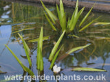 Stratiotes aloides - Water Soldier