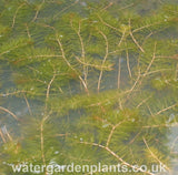 Myriophyllum spicatum Spiked Water Milfoil