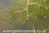 Myriophyllum spicatum - Spiked Water Milfoil