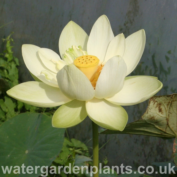 Lotus_Nelumbo_Perrys_Giant_Sunburst