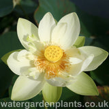 Lotus_Nelumbo_Perrys_Giant_Sunburst