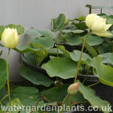 Lotus_Nelumbo_Perrys_Giant_Sunburst