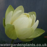 Lotus_Nelumbo_Perrys_Giant_Sunburst