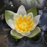 Waterlily Nymphaea tetragona (Nymphaea pygmaea 'Alba') - Pygmy Waterlily, Chinese Waterlily