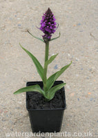Dactylorhiza praetermissa - Southern Marsh Orchid, Purple Marsh Orchid in pot