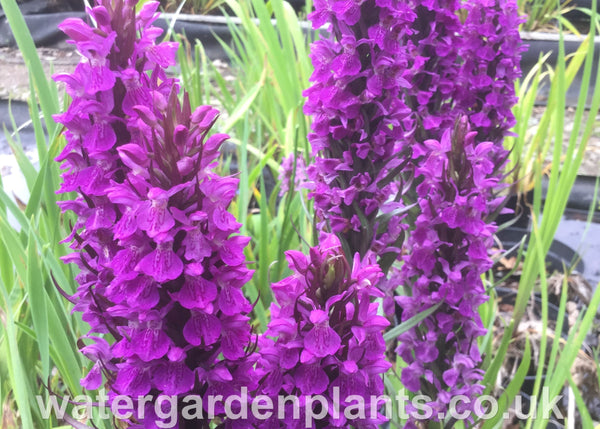 Dactylorhiza praetermissa - Southern Marsh Orchid, Purple Marsh Orchid