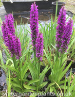Dactylorhiza praetermissa - Southern Marsh Orchid, Purple Marsh Orchid