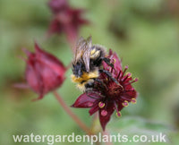 Potentilla palustris Marsh Cinquefoil or Bog Strawberry, with bumblebee