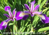 Iris_versicolor_Purple_Flowered_Purple_Form