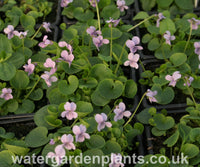 Viola palustris - Marsh Violet