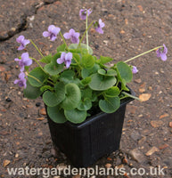 Viola palustris - Marsh Violet