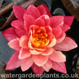 Waterlily Nymphaea 'Wanvisa'