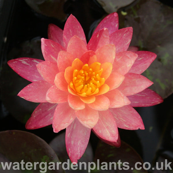 Waterlily Nymphaea 'Wanvisa'