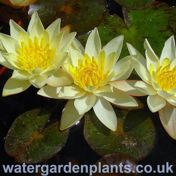 Waterlily Nymphaea 'Pygmaea Helvola'