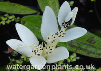 Water_Hawthorn_Aponogeton_distachyos