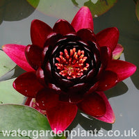 Waterlily Nymphaea 'Black Princess'