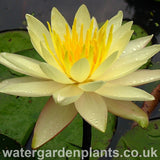 Waterlily Nymphaea 'Charlene Strawn'