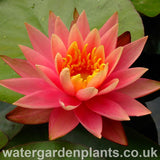 Waterlily Nymphaea 'Colorado'