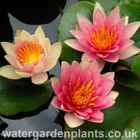 Waterlily Nymphaea 'David'