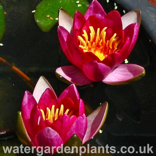 Waterlily Nymphaea 'Froebelii'