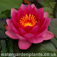 Waterlily Nymphaea 'James Brydon'