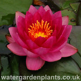 Waterlily Nymphaea 'James Brydon'
