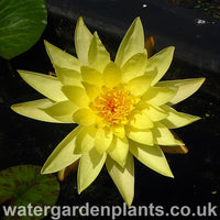 Waterlily Nymphaea 'Joey Tomocik'