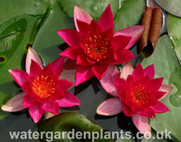 Waterlily Nymphaea 'Laydekeri Fulgens' 
