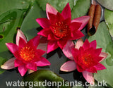 Waterlily Nymphaea 'Laydekeri Fulgens' 