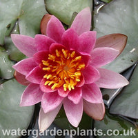Waterlily Nymphaea 'Laydekeri Purpurata'