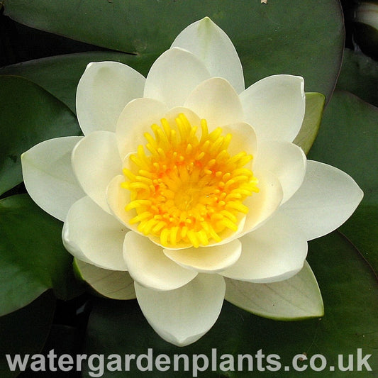 Waterlily Nymphaea 'Marliacea Albida'