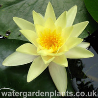 Waterlily Nymphaea 'Marliacea Chromatella'