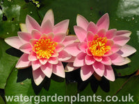 Waterlily Nymphaea 'Martha' 