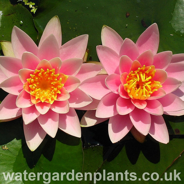 Waterlily Nymphaea 'Martha' 