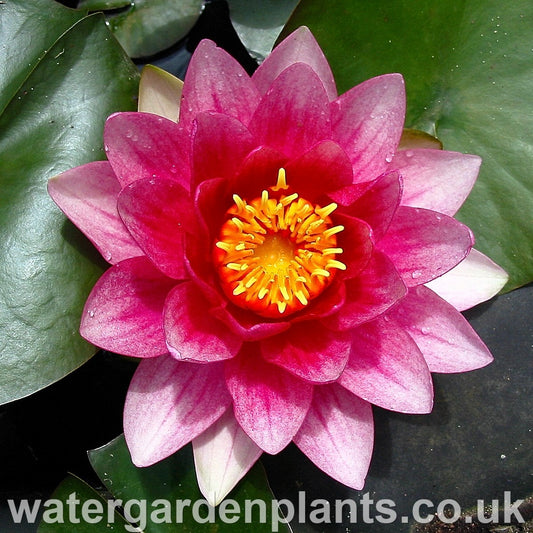 Waterlily Nymphaea 'Météor' ('Rembrandt')