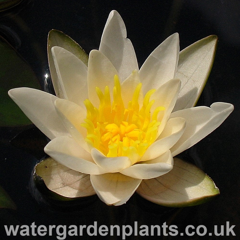 Waterlily Nymphaea 'Snow Princess' 
