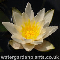 Waterlily Nymphaea 'Snow Princess' 