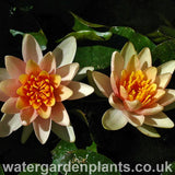 Waterlily Nymphaea 'Solfatare' 