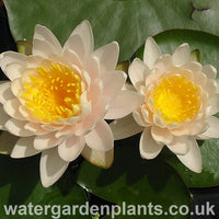 Waterlily Nymphaea 'Walter Pagels' 