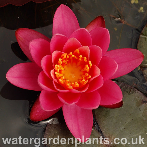 Waterlily Nymphaea 'Yul Ling'