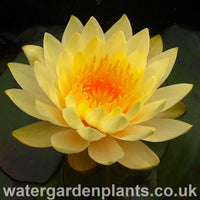 Waterlily Nymphaea 'Inner Light'